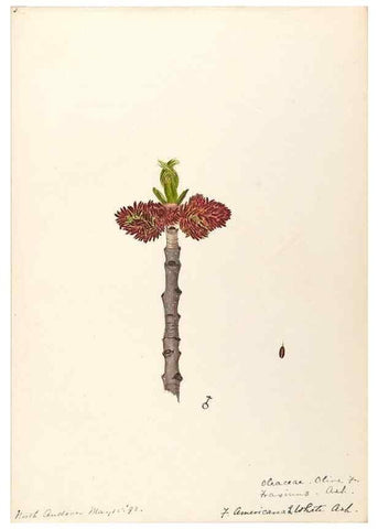 Reproducción/Reproduction 48789195696: [Water-color sketches of plants of North America and Europe]. . 