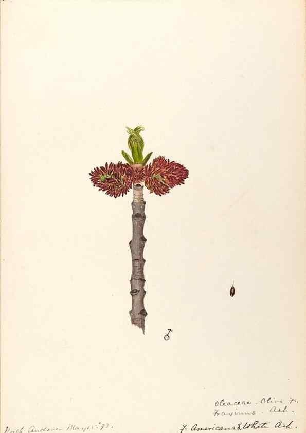 Reproducción/Reproduction 48789195696: [Water-color sketches of plants of North America and Europe]. . 