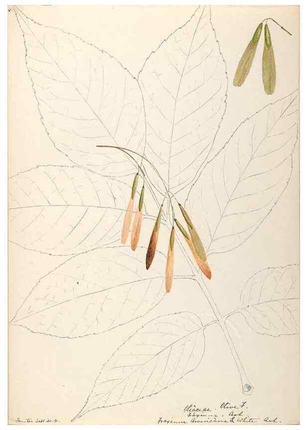 Reproducción/Reproduction 48789196061: [Water-color sketches of plants of North America and Europe]. . 