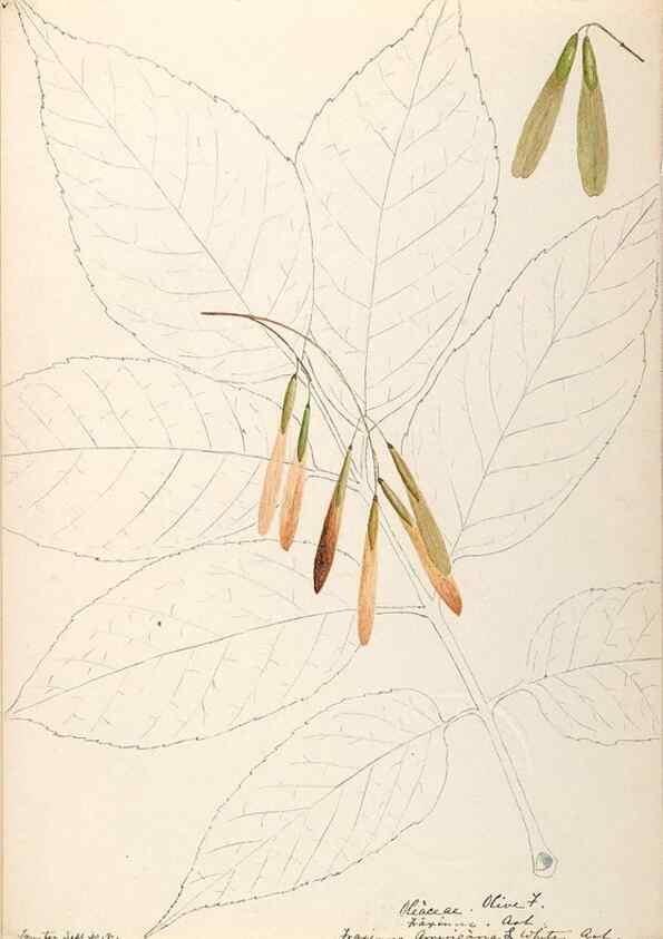 Reproducción/Reproduction 48789196061: [Water-color sketches of plants of North America and Europe]. . 