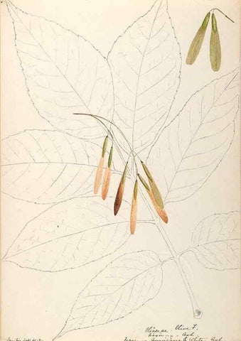 Reproducción/Reproduction 48789196061: [Water-color sketches of plants of North America and Europe]. . 