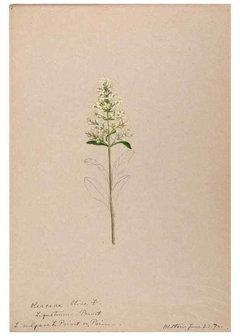 Reproducción/Reproduction 48789196411: [Water-color sketches of plants of North America and Europe]. . 