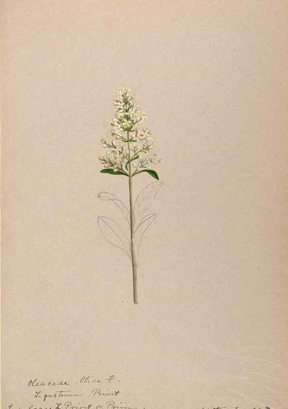 Reproducción/Reproduction 48789196411: [Water-color sketches of plants of North America and Europe]. . 