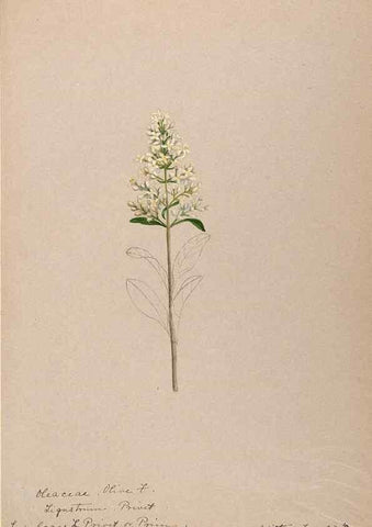 Reproducción/Reproduction 48789196411: [Water-color sketches of plants of North America and Europe]. . 