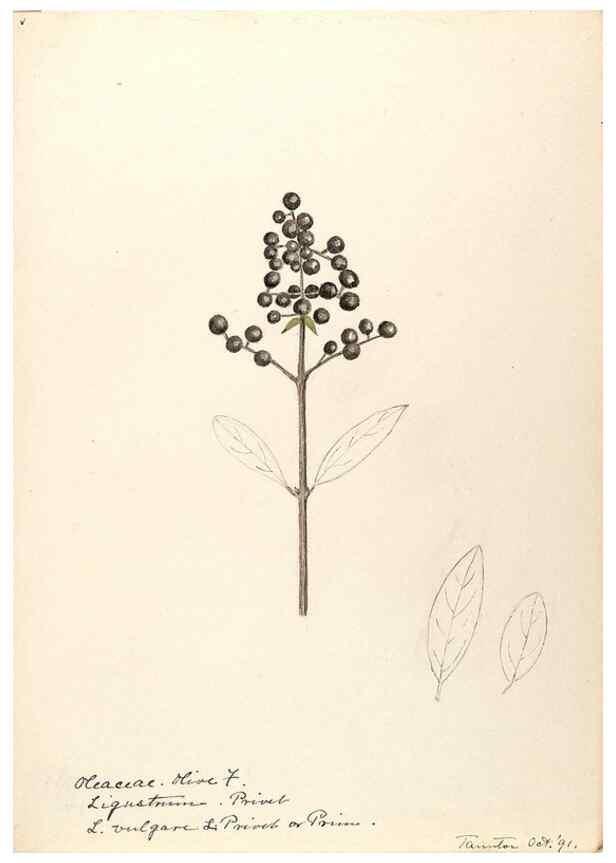 Reproducción/Reproduction 48788834113: [Water-color sketches of plants of North America and Europe]. . 