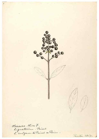 Reproducción/Reproduction 48788834113: [Water-color sketches of plants of North America and Europe]. . 