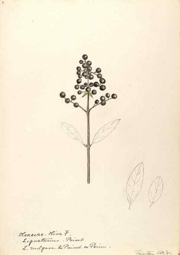 Reproducción/Reproduction 48788834113: [Water-color sketches of plants of North America and Europe]. . 