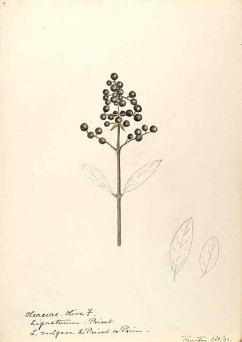 Reproducción/Reproduction 48788834113: [Water-color sketches of plants of North America and Europe]. . 