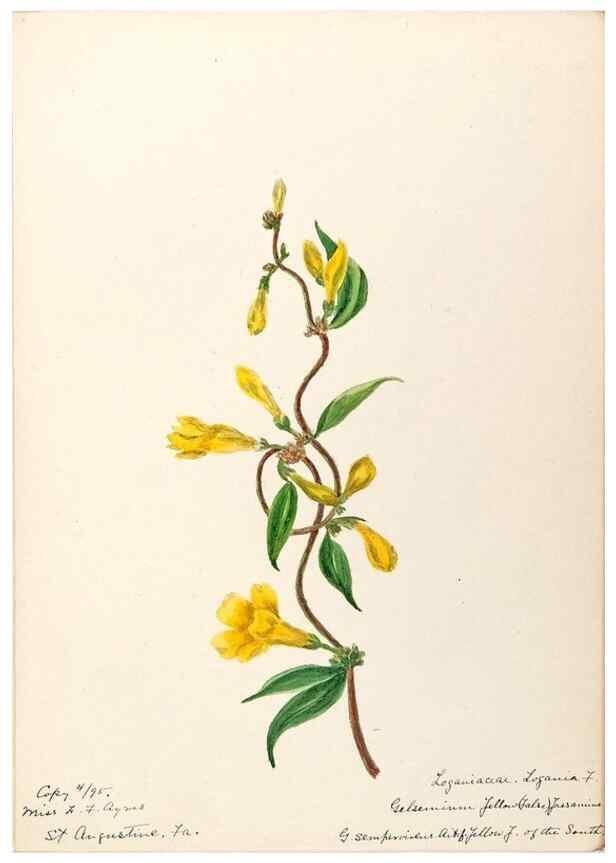 Reproducción/Reproduction 48788834343: [Water-color sketches of plants of North America and Europe]. . 