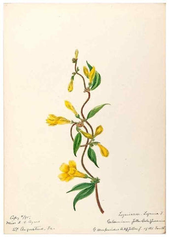 Reproducción/Reproduction 48788834343: [Water-color sketches of plants of North America and Europe]. . 
