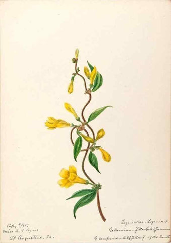 Reproducción/Reproduction 48788834343: [Water-color sketches of plants of North America and Europe]. . 