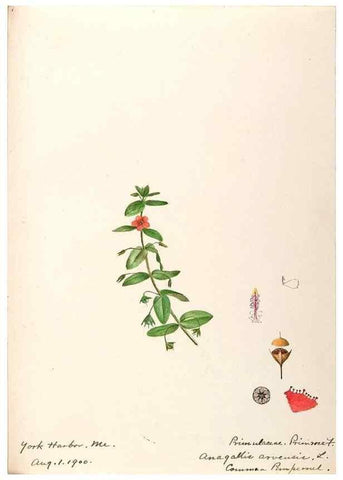 Reproducción/Reproduction 48788831513: [Water-color sketches of plants of North America and Europe]. . 