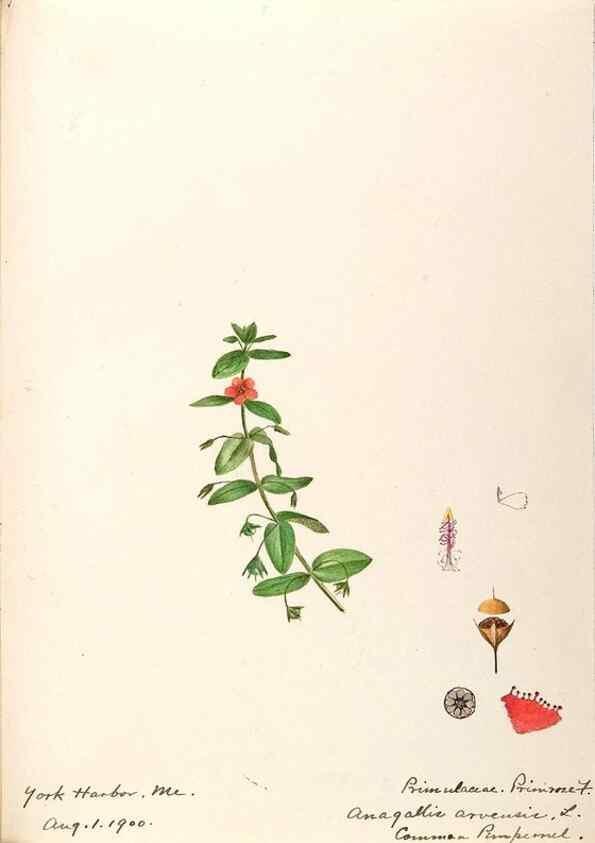 Reproducción/Reproduction 48788831513: [Water-color sketches of plants of North America and Europe]. . 