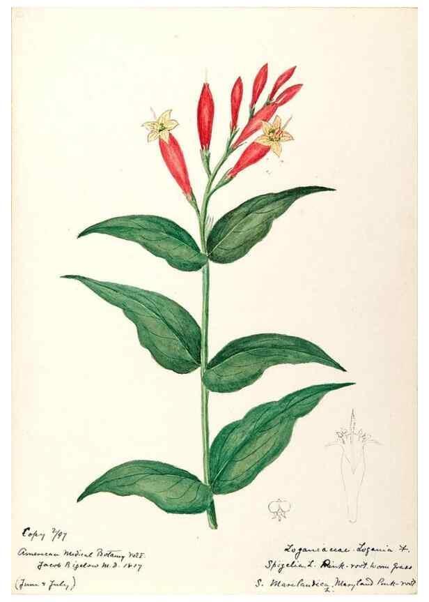 Reproducción/Reproduction 48789197441: [Water-color sketches of plants of North America and Europe]. . 