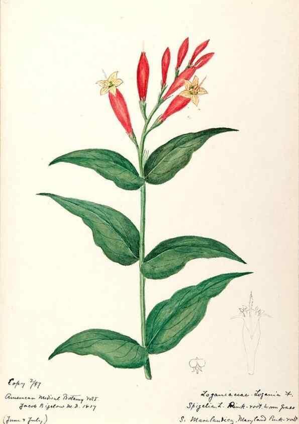 Reproducción/Reproduction 48789197441: [Water-color sketches of plants of North America and Europe]. . 