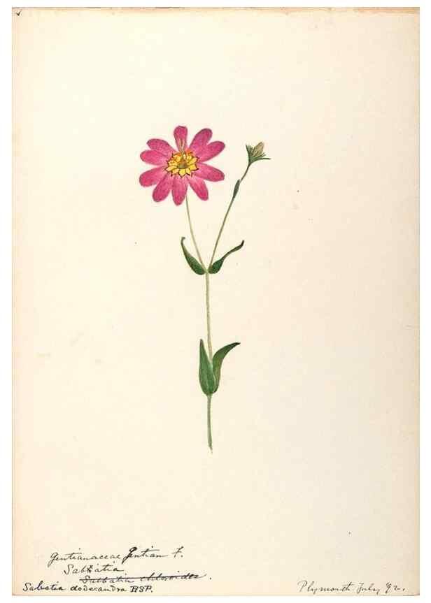Reproducción/Reproduction 48788835323: [Water-color sketches of plants of North America and Europe]. . 