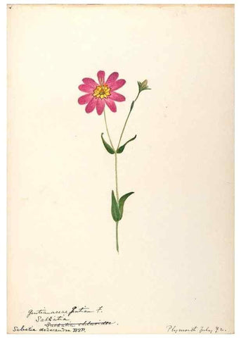 Reproducción/Reproduction 48788835323: [Water-color sketches of plants of North America and Europe]. . 