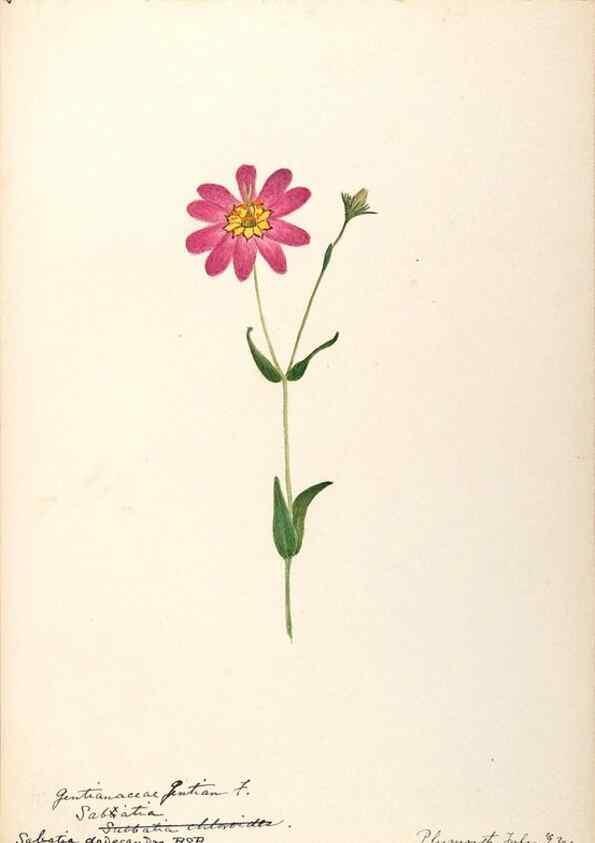 Reproducción/Reproduction 48788835323: [Water-color sketches of plants of North America and Europe]. . 