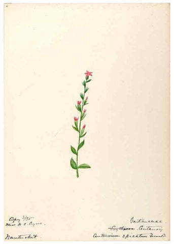 Reproducción/Reproduction 48789198501: [Water-color sketches of plants of North America and Europe]. . 