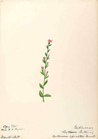 Reproducción/Reproduction 48789198501: [Water-color sketches of plants of North America and Europe]. . 