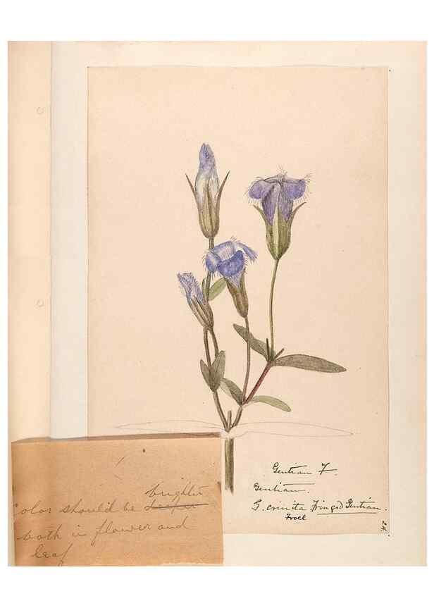 Reproducción/Reproduction 48788836073: [Water-color sketches of plants of North America and Europe]. . 