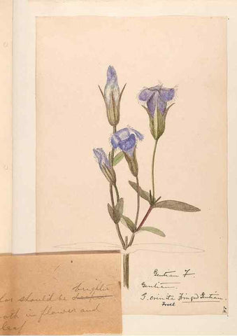 Reproducción/Reproduction 48788836073: [Water-color sketches of plants of North America and Europe]. . 