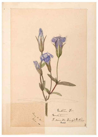 Reproducción/Reproduction 48788836443: [Water-color sketches of plants of North America and Europe]. . 