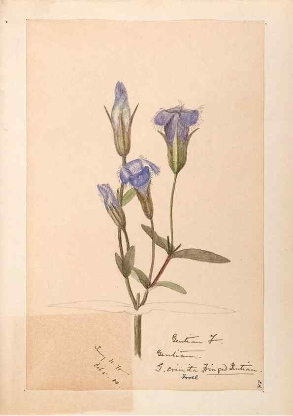 Reproducción/Reproduction 48788836443: [Water-color sketches of plants of North America and Europe]. . 