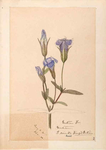 Reproducción/Reproduction 48788836443: [Water-color sketches of plants of North America and Europe]. . 