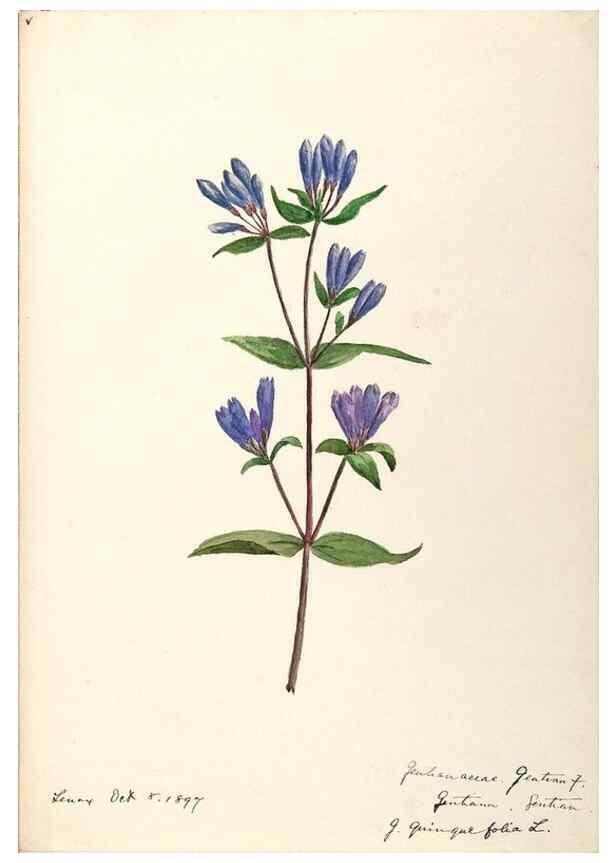 Reproducción/Reproduction 48789199716: [Water-color sketches of plants of North America and Europe]. . 