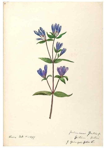 Reproducción/Reproduction 48789199716: [Water-color sketches of plants of North America and Europe]. . 