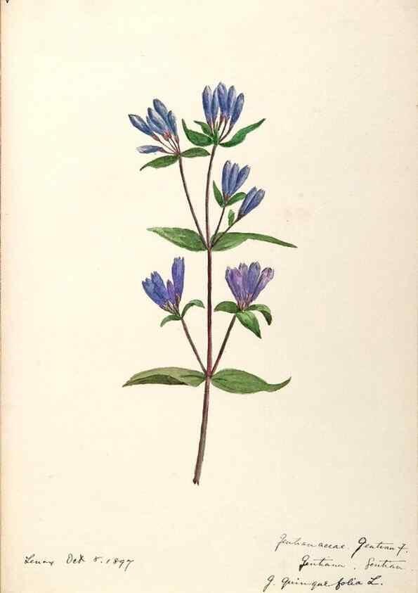 Reproducción/Reproduction 48789199716: [Water-color sketches of plants of North America and Europe]. . 