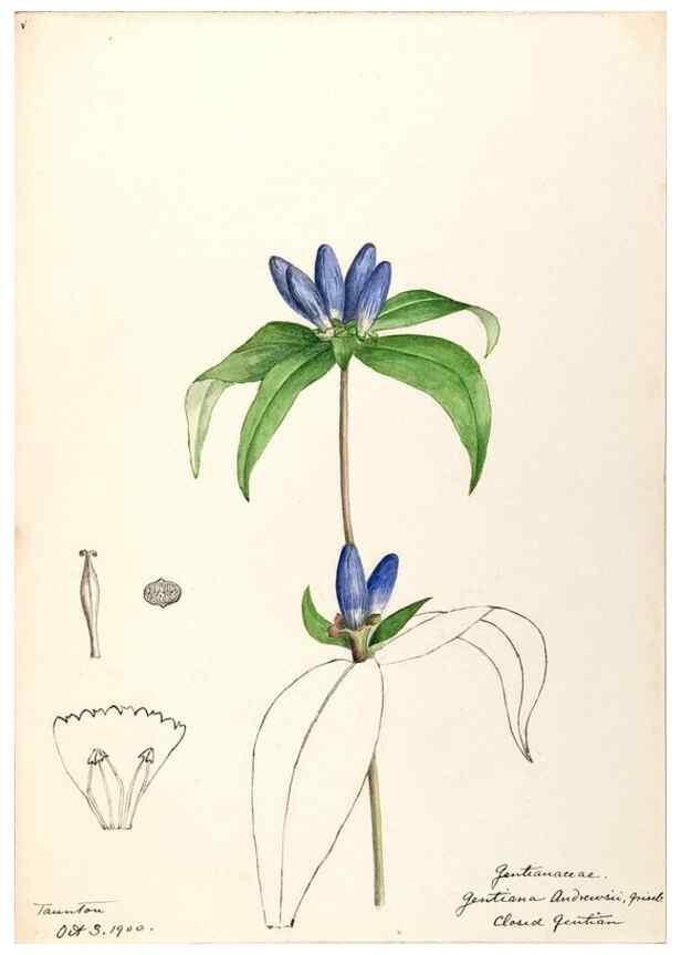 Reproducción/Reproduction 48788837183: [Water-color sketches of plants of North America and Europe]. . 