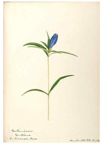 Reproducción/Reproduction 48788837528: [Water-color sketches of plants of North America and Europe]. . 
