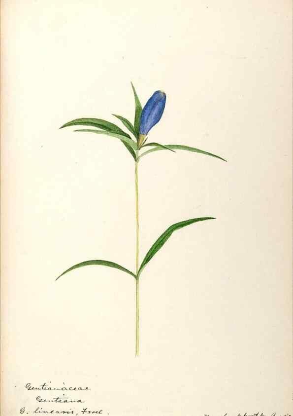 Reproducción/Reproduction 48788837528: [Water-color sketches of plants of North America and Europe]. . 