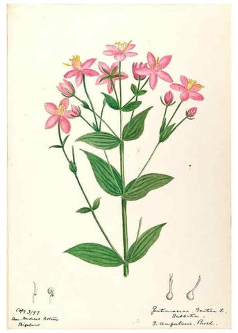 Reproducción/Reproduction 48788834943: [Water-color sketches of plants of North America and Europe]. . 