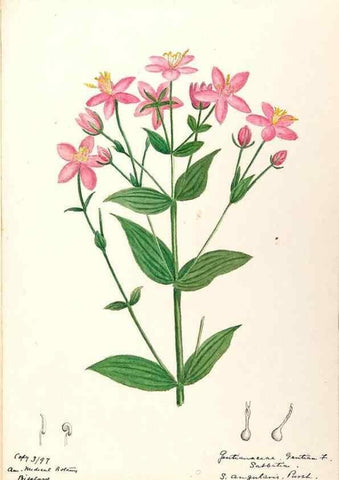 Reproducción/Reproduction 48788834943: [Water-color sketches of plants of North America and Europe]. . 