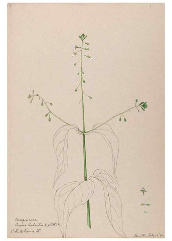 Reproducción/Reproduction 48789146181: [Water-color sketches of plants of North America and Europe]. . 