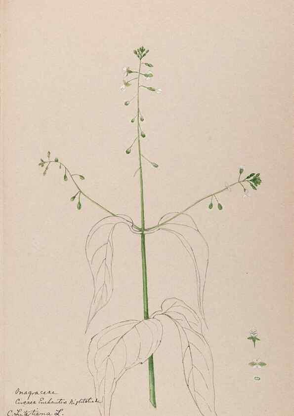 Reproducción/Reproduction 48789146181: [Water-color sketches of plants of North America and Europe]. . 