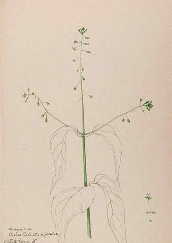 Reproducción/Reproduction 48789146181: [Water-color sketches of plants of North America and Europe]. . 