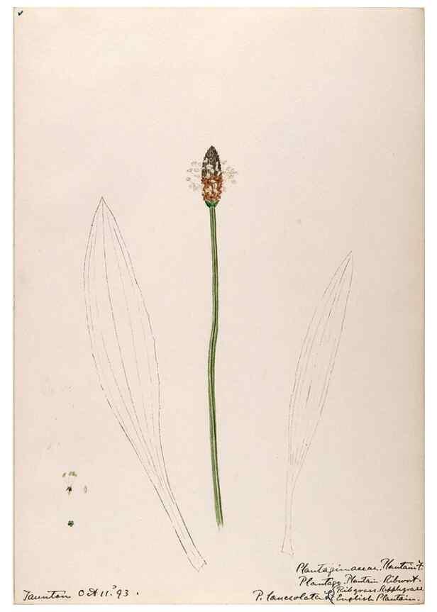Reproducción/Reproduction 48789431172: [Water-color sketches of plants of North America and Europe]. . 