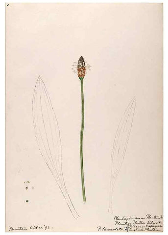 Reproducción/Reproduction 48789431172: [Water-color sketches of plants of North America and Europe]. . 