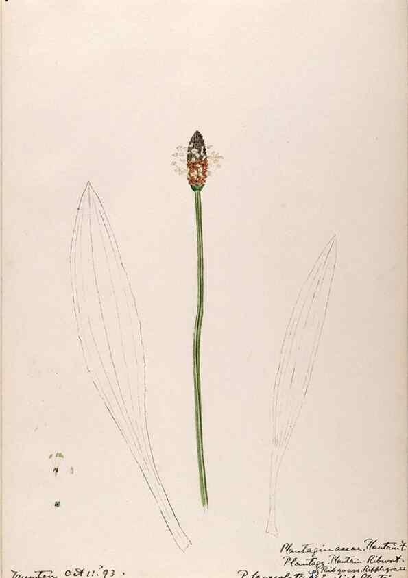 Reproducción/Reproduction 48789431172: [Water-color sketches of plants of North America and Europe]. . 
