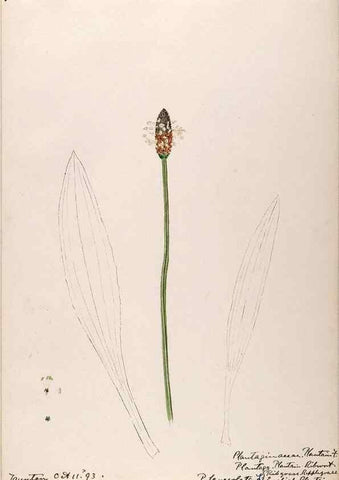 Reproducción/Reproduction 48789431172: [Water-color sketches of plants of North America and Europe]. . 
