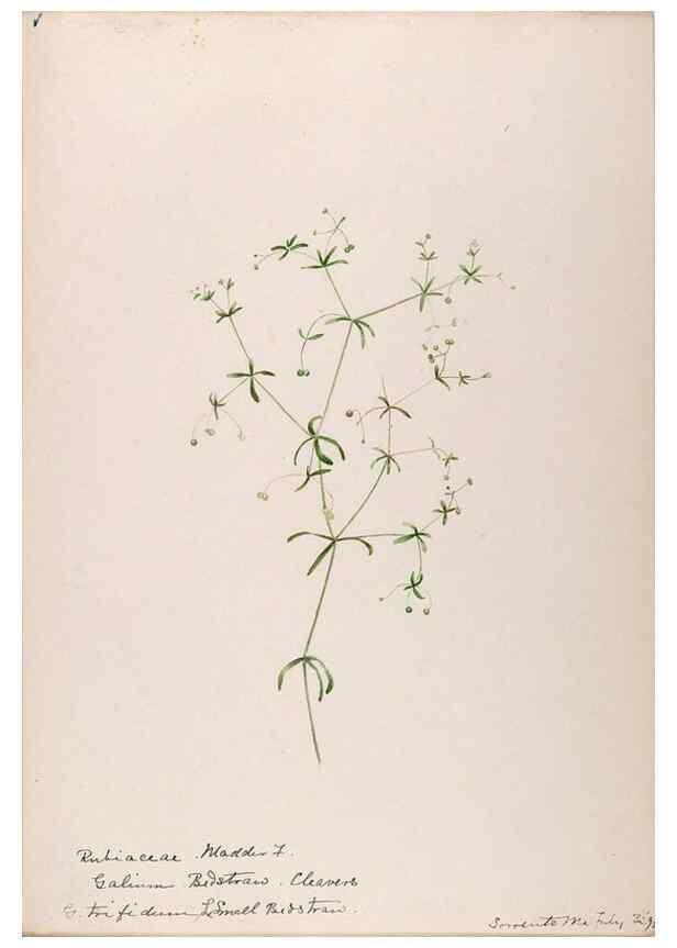 Reproducción/Reproduction 48789284811: [Water-color sketches of plants of North America and Europe]. . 