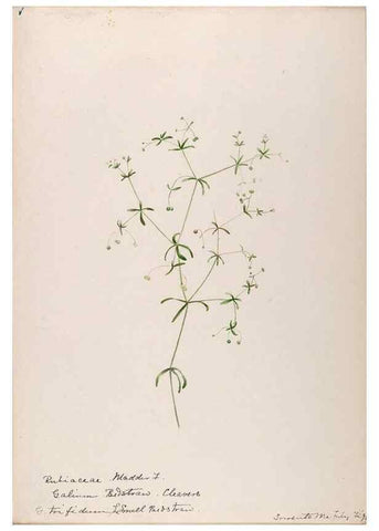 Reproducción/Reproduction 48789284811: [Water-color sketches of plants of North America and Europe]. . 