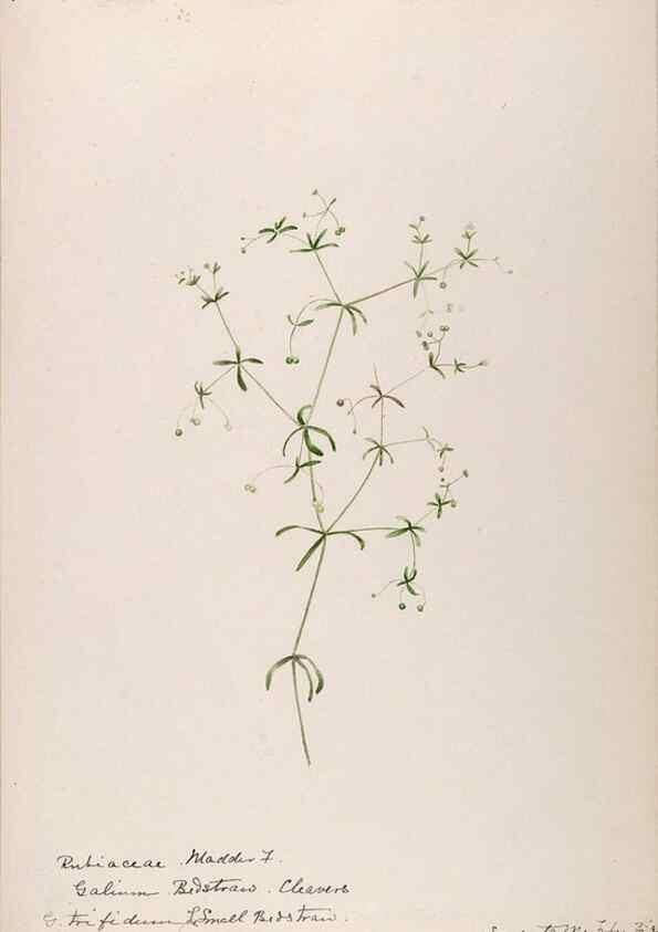 Reproducción/Reproduction 48789284811: [Water-color sketches of plants of North America and Europe]. . 