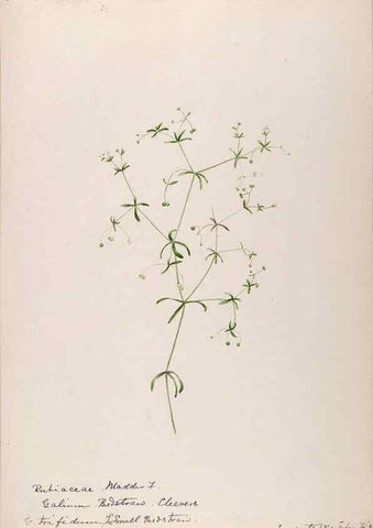 Reproducción/Reproduction 48789284811: [Water-color sketches of plants of North America and Europe]. . 
