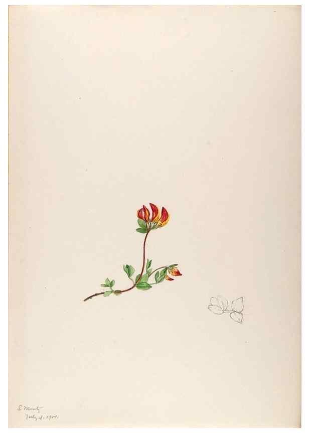 Reproducción/Reproduction 48792815107: [Water-color sketches of plants of North America and Europe]. . 