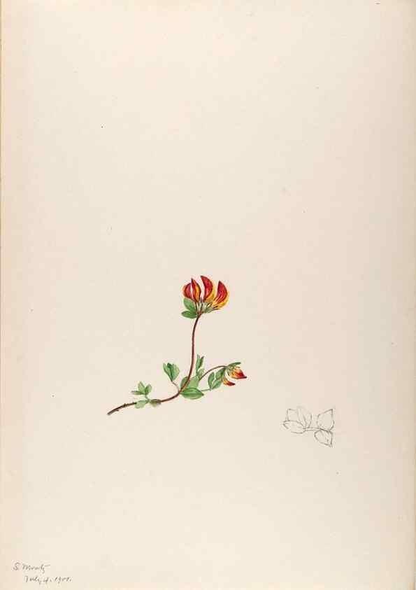 Reproducción/Reproduction 48792815107: [Water-color sketches of plants of North America and Europe]. . 